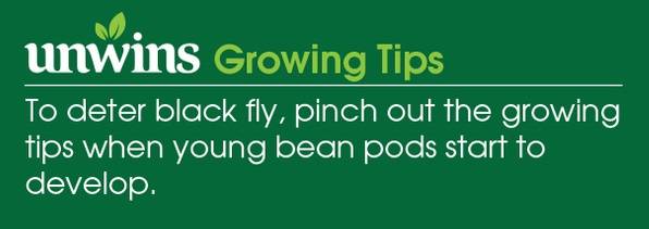 Broad Bean Aquadulce Claudia Seeds Unwins Growing Tips